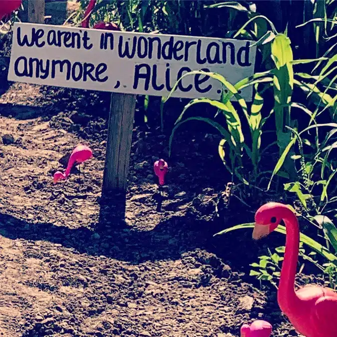 Alice in Wonderland Sign in a Cornfield with Flamingo Statues at Terror in the Corn