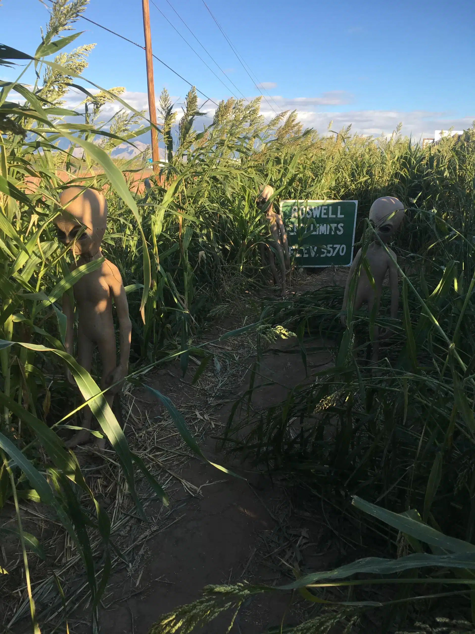 Alien Statues in Cornfield During the Day at Terror in the Corn in Tucson