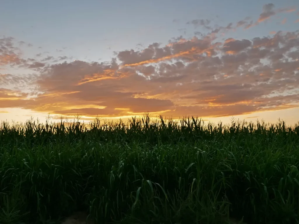 Tucson Cornfield at Sunset where the Terror in the Corn Attraction is Located