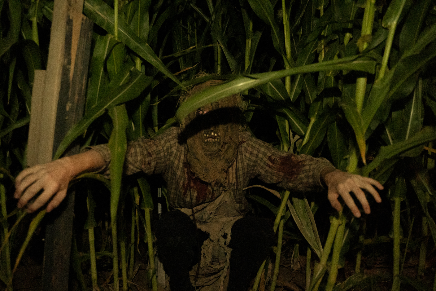 Zombie-like figure with a burlap mask reaching through tall corn at night, wearing tattered clothes and appearing menacing.